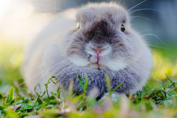 Mix netherlands dwarf rabbit  at green background