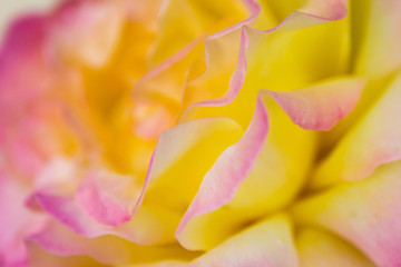 Extreme closeup of white, yellow and pink rose petals..