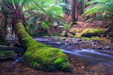 Russell Falls Creek, Mt Field National Park, Tasmania. Flowing water through the mossy green forest.