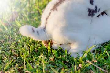 Mix Teddybear  rabbit  at green background