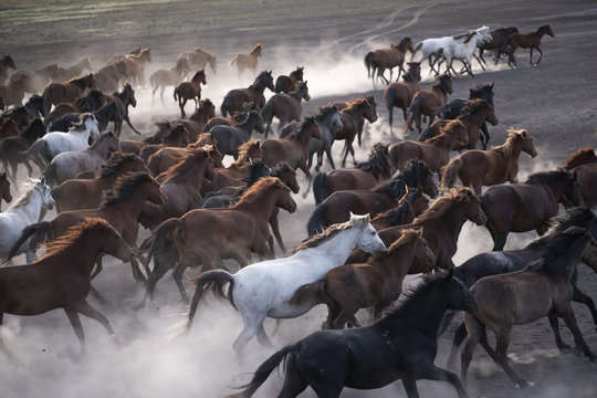 Wild horses group running on the dusty field. Wild mustang horses running with rise clouds of dust. Freedom photo.