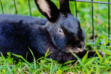 Mix Teddybear  rabbit  at green background