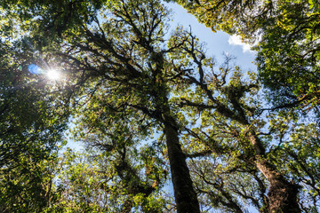 Outdoor image of an old trees crown, covered with moss, mysterious Highlands forest. Relic wet mossy forest - Doi Inthanon national park