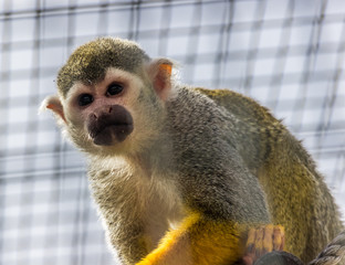 Fototapeta premium Beautiful squirrel monkey portrait