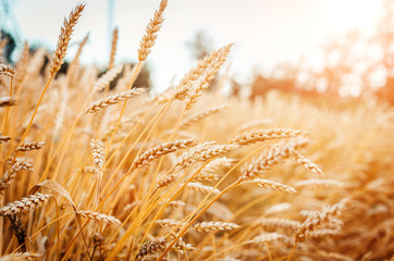 Fototapeta premium Wheat field. Gold mustache wheat or rye. Complete grains close-up.