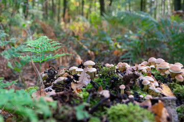 Orange red stropharia this is a species which is well known in Australia