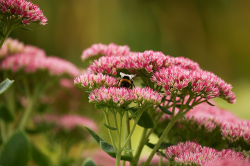 Bumblebee on beautiful decorative garden plant. Sedum (Sedum spectabile) at autumn sunny day. Flower card background with pink sedum and sun rays or floral wallpaper - obrazy, fototapety, plakaty