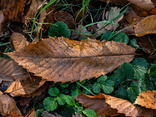 Promenade en forêt