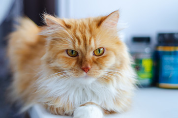 red and fluffy cat sitting on a white windowsill