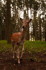 Curious Fallow Dear