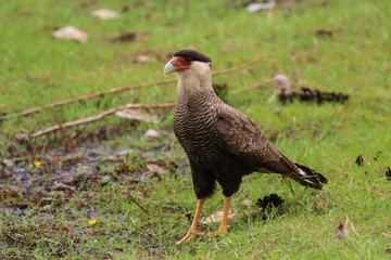 Carcará in the Pantanal
