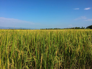 Field, mountain, sky