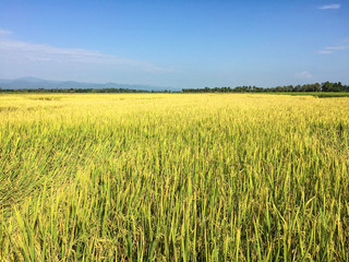 Fototapeta premium Field, mountain, sky