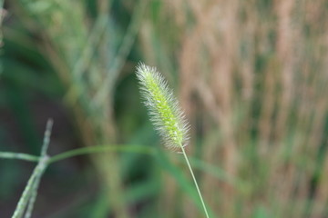 wheat in the field