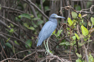 Little Blue Heron in the Pantanal