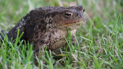 Seated frog in the grasss