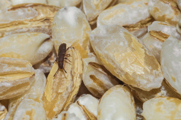insects in food