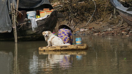 Dog and lady on a raft
