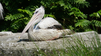 Lying pelican
