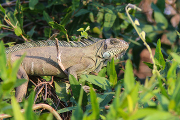 Obraz premium Green Iguana in the Pantanal