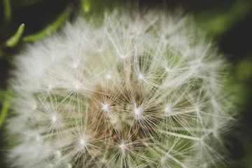 Outdoor kussens dandelion macro photo © Алексей Филатов