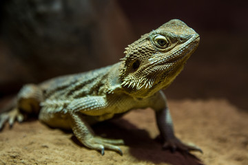 Auge in Auge mit einem Leguan