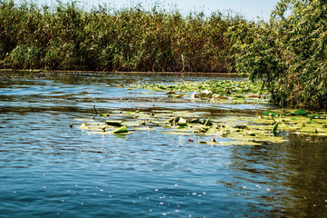 Delta Danube - August colors 