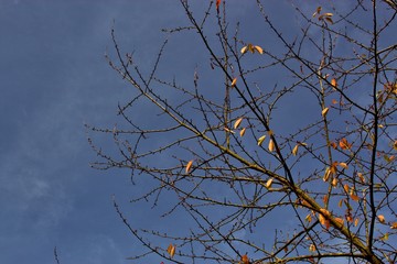 Obraz premium autumn tree branches against blue sky