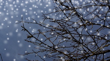 winter branches of a tree at snowfall