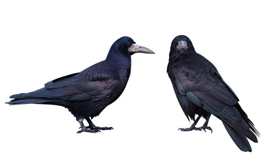 Black crow. Isolated on white - obrazy, fototapety, plakaty