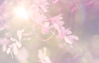 Magnolien im Frühling, Sonnenschein, romantisch