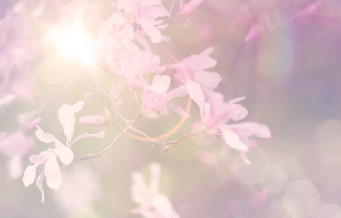 Fototapeta premium Magnolien im Frühling, Sonnenschein, romantisch