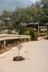 Stick stuck in cow shit on Asphalt road near the mountain village in Thailand