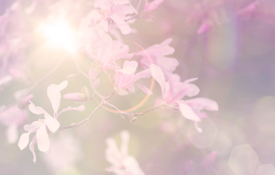 Magnolien im Frühling, Sonnenschein, romantisch © Gisela