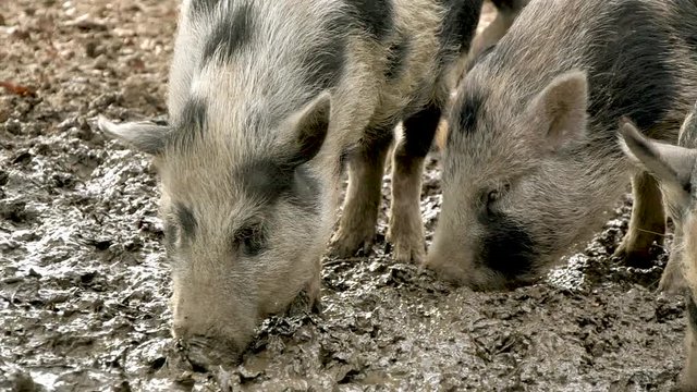 H&auml;ngebauchschweine bei der Futtersuche