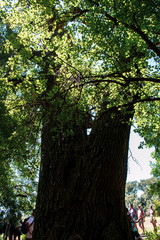 Fototapeta premium Letea forest 