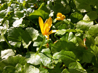 Wild lesser Celandine Flower (Ranúnculus ficaria) with leaves in early spring