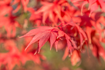 The red leaves of a maple tree in autumn