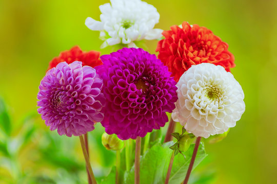 Blumenstrauß bunt mit Dahlien - Bouquet colorful