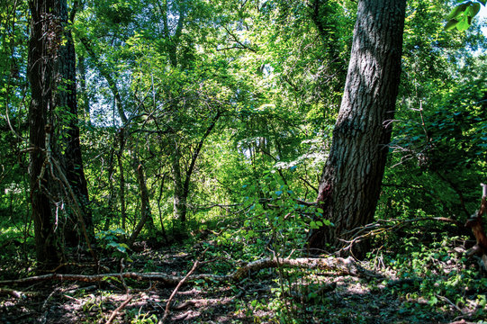 Letea forest 