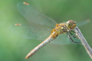 dragonfly on a grass background