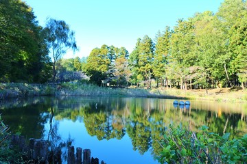 Fototapeta premium 森林 秋 風景 茨城