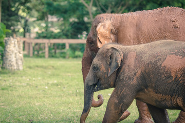 Fototapeta na wymiar Asian elephant. Nature elephant in the forest of Thailand
