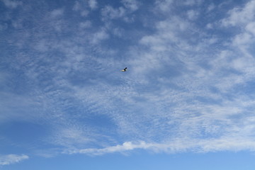 Naklejka na ściany i meble airplane flying in the blue sky