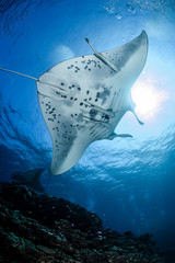 Large Manta Ray Gliding and Swimming over Cleaning Station of Ishigaki, Okinawa Japan