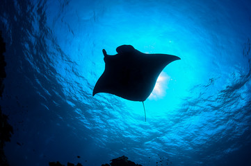 Large Manta Ray Gliding and Swimming over Cleaning Station of Ishigaki, Okinawa Japan - obrazy, fototapety, plakaty