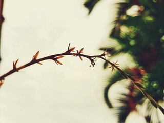 natura