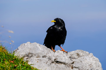 Black Alpine chough on the rock
