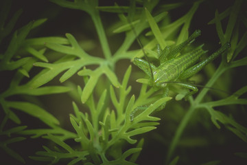 texture of the dill macro