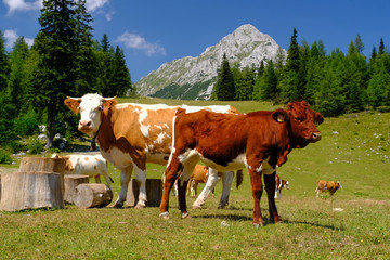 Fototapeta na wymiar Cows on Zelenica mountain in Slovenia